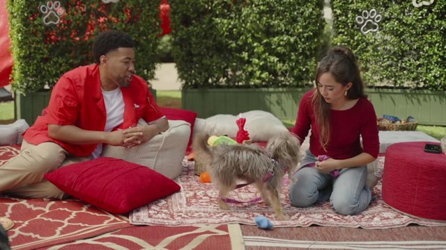 HELPING FOSTER DOGS FIND THEIR FOREVER HOMES w/ Jake from State Farm and Real Good Rescue