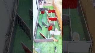 This Puppy Was Patient With Its Meal 🐶#shorts