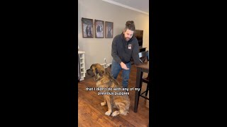 How to Tether Train Your Dog