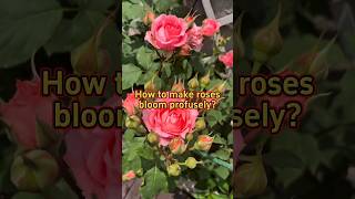 How To Make Roses Bloom Profusely #ytshorts  #growth #gardening