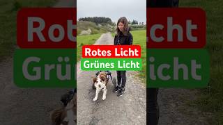 Wir spielen #redlightgreenlight #hund #bordercollie #dogshorts #disability #cutedog #tierliebe #dog