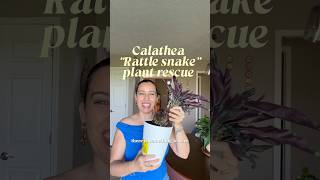 A $4 clearance Calathea, with some care and patience, can become a beautiful addition #calatheaplant