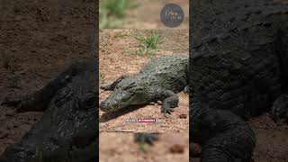 Guelta d'Archei, Explained.