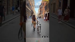 ❌Walking🇩🇪 the dog🐕 on the street💯#malinois #becgie#germanshepherd #doglove#pets#dog #dogtraining#k9