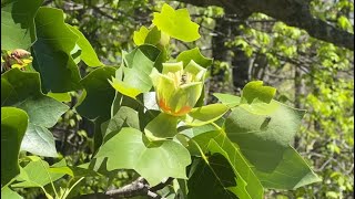 Major Flow Hits Early - Building a Bee Business #113