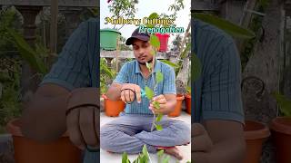 Best Way To Grow Mulberry Plant From Cutting | Try To Grow Mulberry Plant From Cutting #mulberry