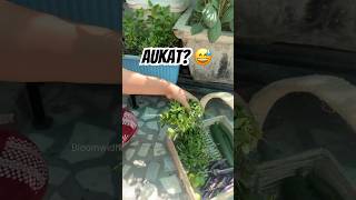 Aukat Nahi… Choice Hai 🌿 | Terrace Garden Harvest #gardening #youtubeshorts