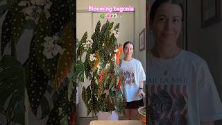 Flowering Begonia Timelapse & a Surprise Ending..🌿🌸👀✂️