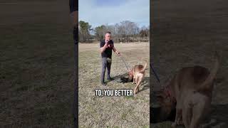 How to Properly & Safely Socialize a Puppy with Other Dogs!