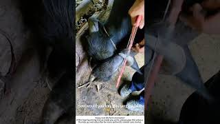 Rescuing a Calf with a Leg Stuck on Its Own Horn – Stay Calm, Move Slow 🐮🆘