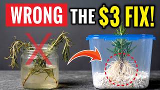 Stop Rooting Cuttings in Water! Use This Instead (50 Plants Free)