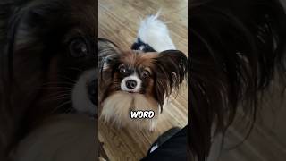 5 Incredibly Small Dogs on Earth #Dogs #Animals #AnimalFacts