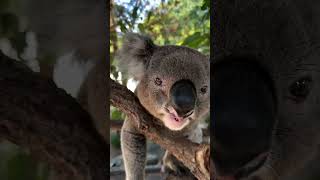 5 Innocent Animals That Will Send You to the HOSPITAL #Animals #AnimalFacts