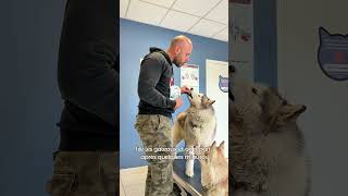 Un trou dans le crâne ☺️ #chien #educationcanine #animaux #chienmignon #chiot #husky #chiens