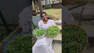 ✨️USA Vlog 306 | Harvest Coriander leaves from my Garden | Grow Cilantro from Seed to Harvest  #2026