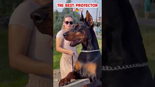 The best protector 🔥❤️🐶🦮🐾 #k9 #dogcoach #dog #k9master #pets #dogprotection