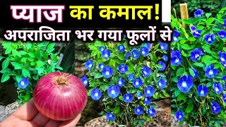 प्याज के इस ट्रिक से,अपराजिता भर गया फूलों से.Aparajita Plant Care. गर्मी में अपराजिता की देखभाल.