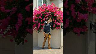 He Transformed a Blank Wall Into a Bougainvillea Beauty 🌸