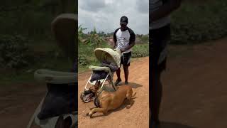 Trained dog #greathabibk9academy