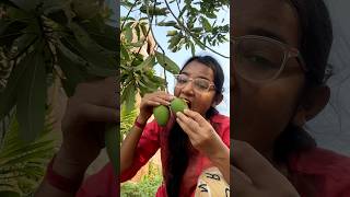 গাছেই আম মাখিয়ে খেলাম #plants  #gardening#gardeningtips