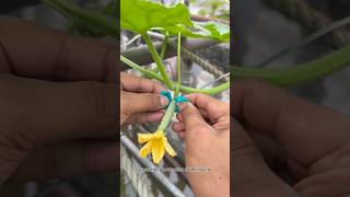 A unique way to protect cucumber from insects using homemade techniques #cucumber #garden #shorts