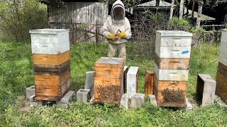 Split Season - Building A Bee Business #111