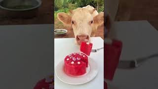 watch how japanese people feed their cow