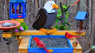 🔴 Bird Feeder Cam 24/7 | Non-Stop Action | Cardinals, Blue Jays and More
