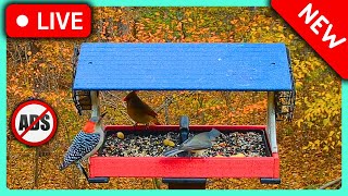 🔴LIVE Woods Bird Feeder | 🍁Fall Colors & Wild Birds | 👋Come Watch (no ads)