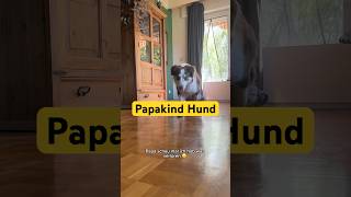 Abo pls 😇 #bordercollie #dogshorts #hund #disability #cutedog #tiere #papa #amazing #specialneeds