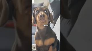 CY 5 Foods Dog Brands HATE You Knowing About! 🐶🤫#animals #shortfeed #funny #science #puppy