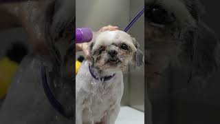 Helping a Matted Senior Dog