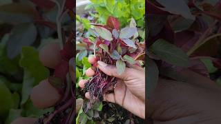 ✨️USA Vlog 305 | First Harvest in my USA Garden 2026 | Sengkeerai அறுவடை பண்ணலாமாங்க? #shorts #diy