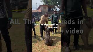 Dogs in uganda