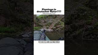 Flamingo in deutscher Natur???