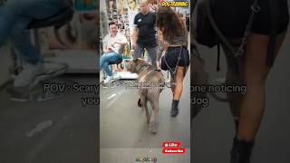 ❌🇩🇪Walking the dog💯🐕#malinois #becgie#germanshepherd #doglove #pets #dog #dogtraining #k9