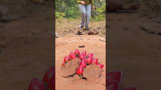 Survival Skills SMART Idea and USEFUL Magic Jelly Trick 🍓#bushcraft #camping #outdoors #usefulpart24