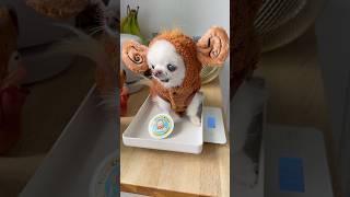 BIG NEWS ! 💪🐒 Chunky Monkey Cedric is BACK 🐒🤩🐶