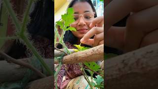 এবার আমার বাগানেও তরমুজ হবে? #plants  #gardening#gardeningtips