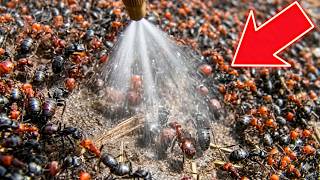 If you see JUST 1 ANT, spray this for instant results! The best natural fungicide