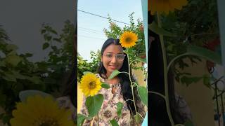 জীবনে প্রথম সূর্যমুখী লাগিয়েছি #plants  #gardening#gardeningtips