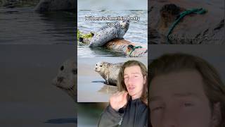 The Insanely Rare Ungava Seal