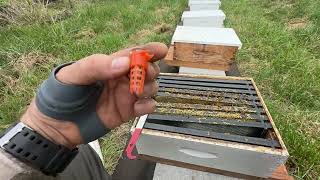 Pulling Nucs & Dropping Cells - Building a Bee Business #112