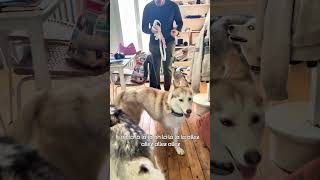 E qu’il faut pas faire !!! #chien #educationcanine #animaux #chienmignon #husky #chiens #chiot