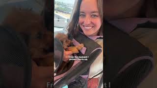 If You Need Proof You Should Adopt A Dog After Losing One, Here It Is | The Dodo