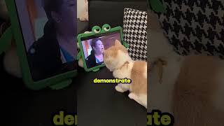 3 Smart Ways to Trick Your Cat into Taking Medicine