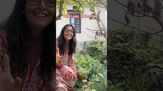 Gajar harvest from garden! #gardening #gardenideas #harvest #carrots #veggiegarden