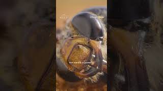 When the desert blooms, this bee emerges into a chaotic mating frenzy #SecretsOfTheBees