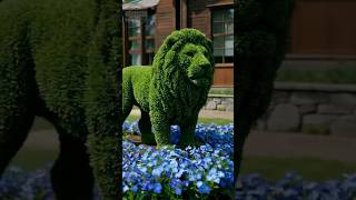 Amazing Garden Art: DIY Lion Topiary! 🦁 #garden #diy