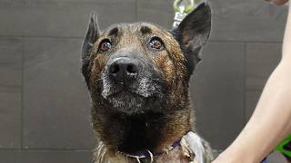 I Wasn't Supposed to Fall in Love With This Dog...